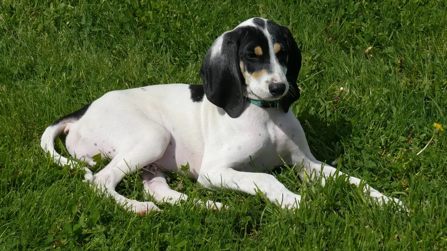 Acheter un chiot ariégeois, c'est prendre ses responsabilités ! Acheter des chiots ariégeois.