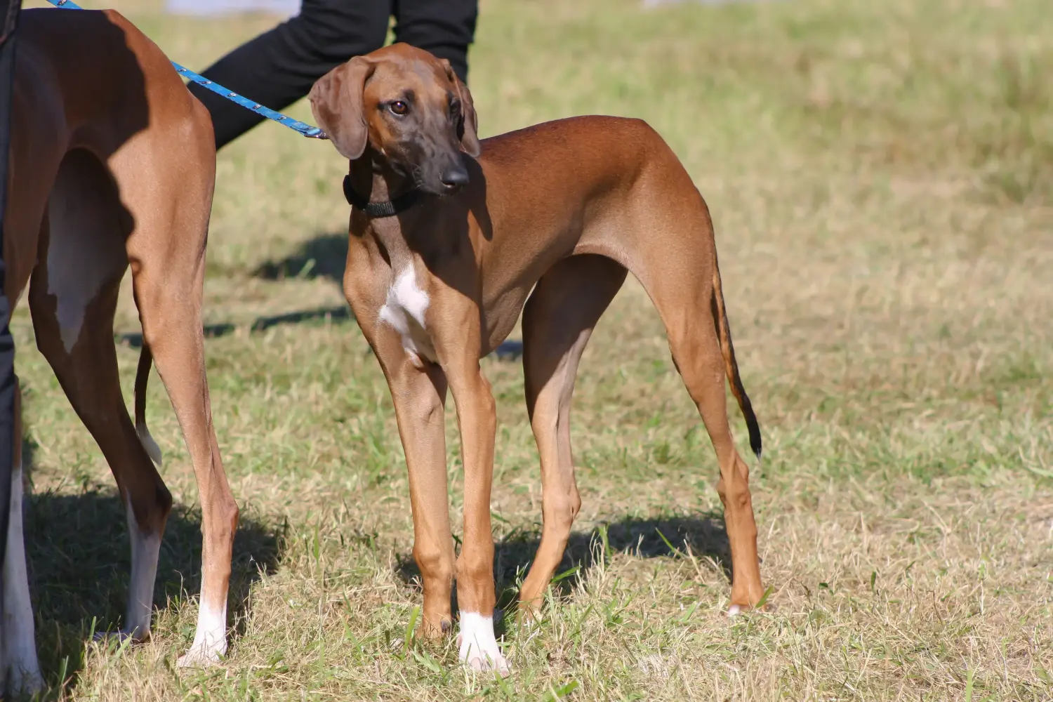 Acheter un chiot azawakh, c'est prendre ses responsabilités ! Acheter des chiots azawakh.
