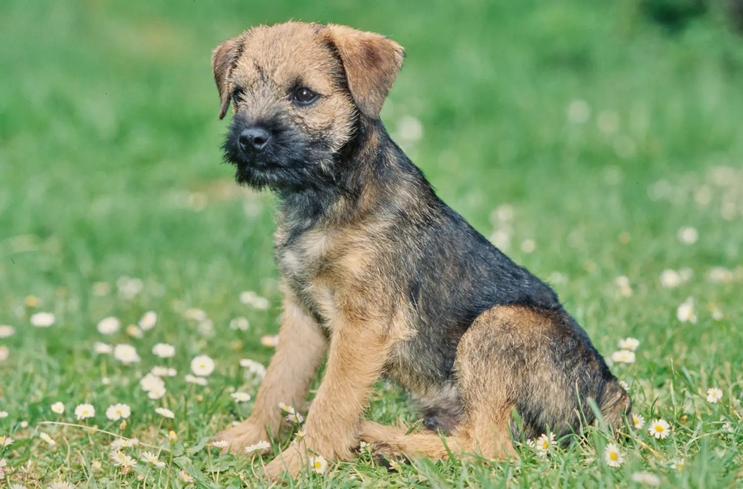 Acheter un chiot Border Terrier, c'est prendre ses responsabilités ! Acheter un chiot Border Terrier.