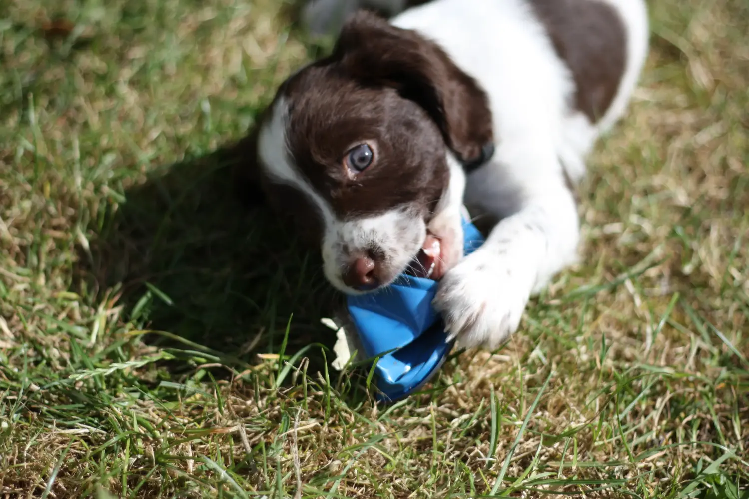 Acheter un chiot English Springer Spaniel, c'est prendre des responsabilités ! Acheter des chiots English Springer Spaniel.