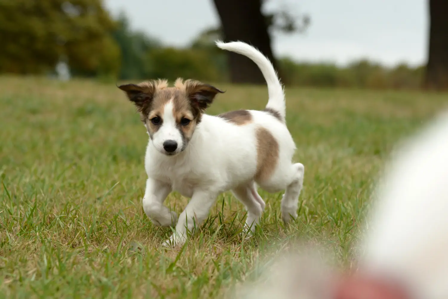 Acheter un chiot Cro-Magnon, c'est prendre ses responsabilités ! Acheter des chiots Cro-Magnon.