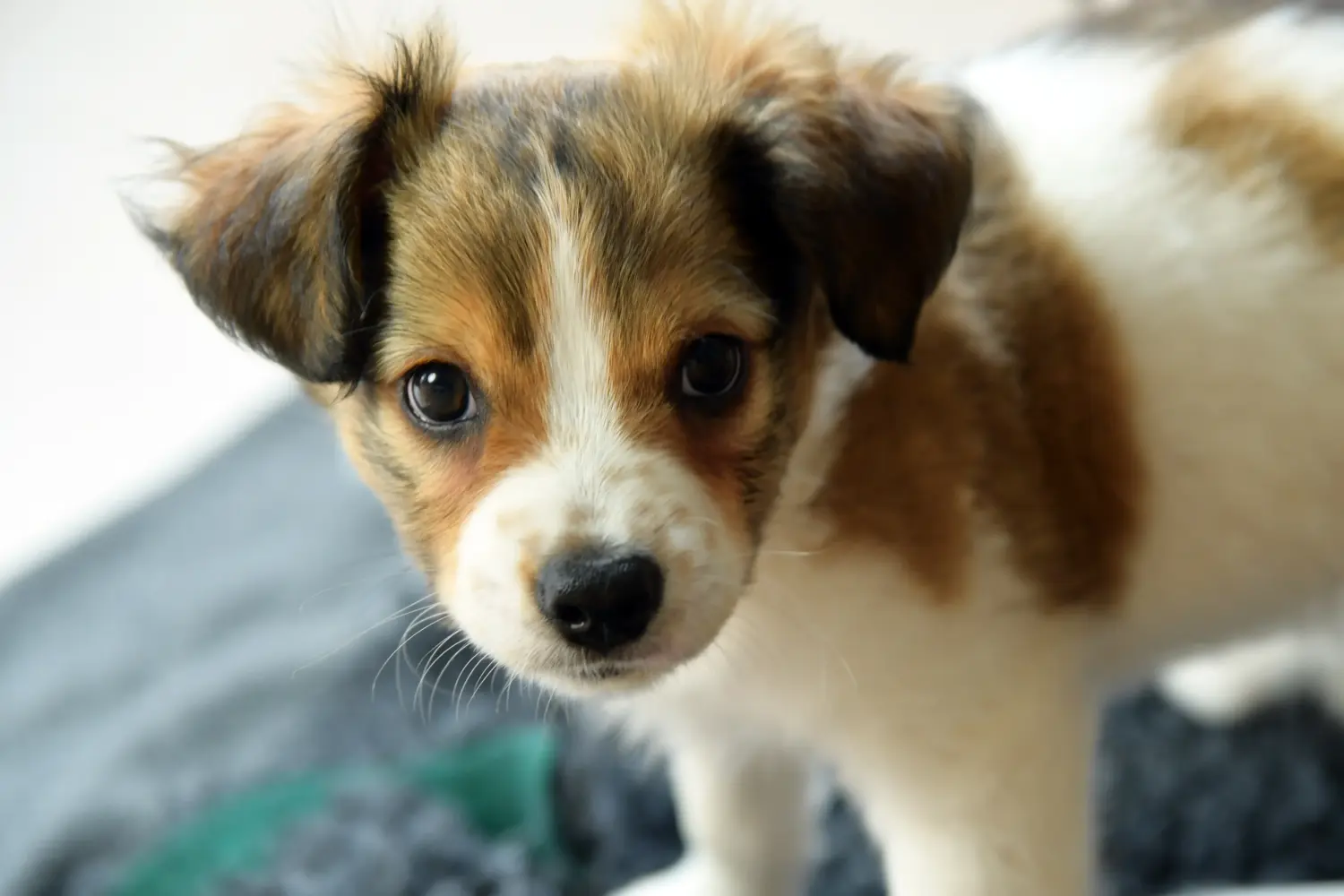 Acheter un chiot Cro-Magnon, c'est prendre ses responsabilités ! Acheter des chiots Cro-Magnon.