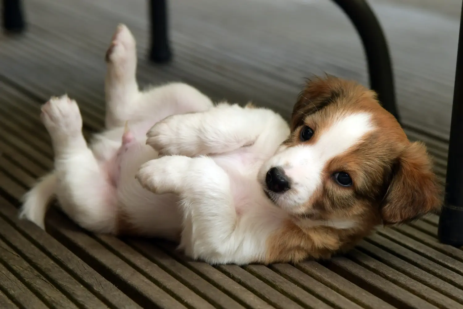 Acheter un chiot Cro-Magnon, c'est prendre ses responsabilités ! Acheter des chiots Cro-Magnon.