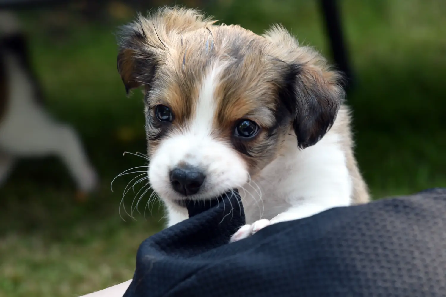 Acheter un chiot Cro-Magnon, c'est prendre ses responsabilités ! Acheter des chiots Cro-Magnon.