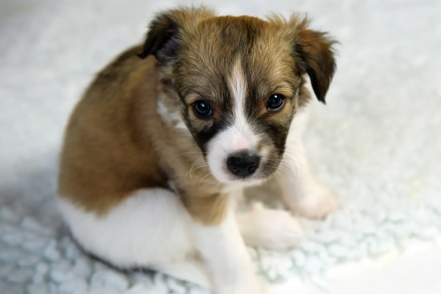 Acheter un chiot Cro-Magnon, c'est prendre ses responsabilités ! Acheter des chiots Cro-Magnon.