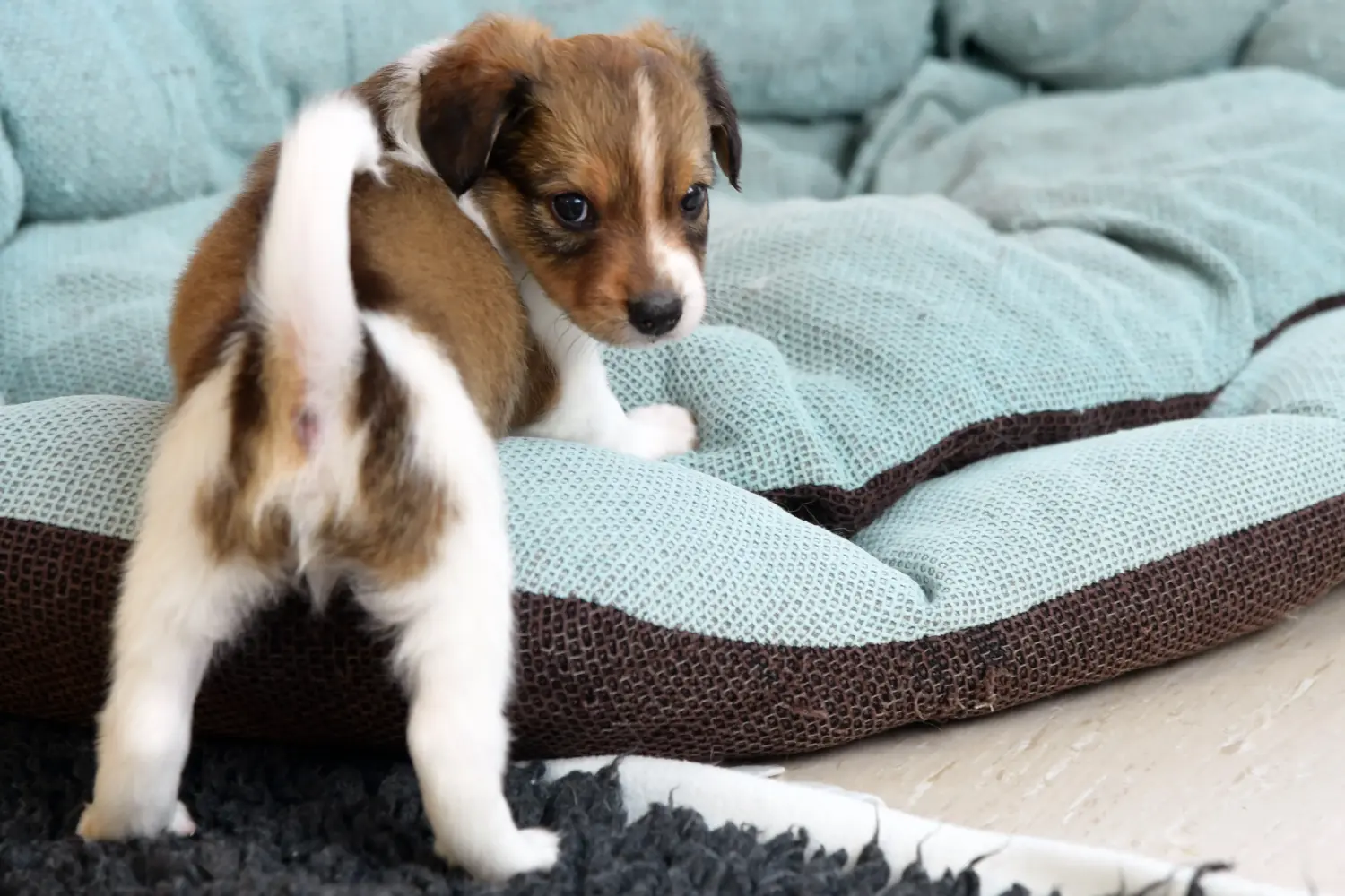 Acheter un chiot Cro-Magnon, c'est prendre ses responsabilités ! Acheter des chiots Cro-Magnon.