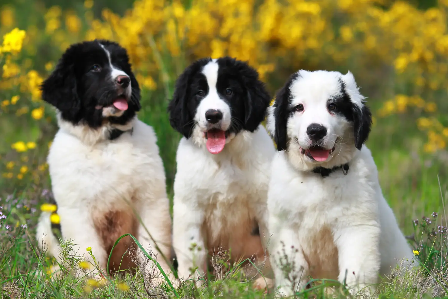 Acheter un chiot Landseer, c'est prendre ses responsabilités ! Acheter des chiots Landseer.