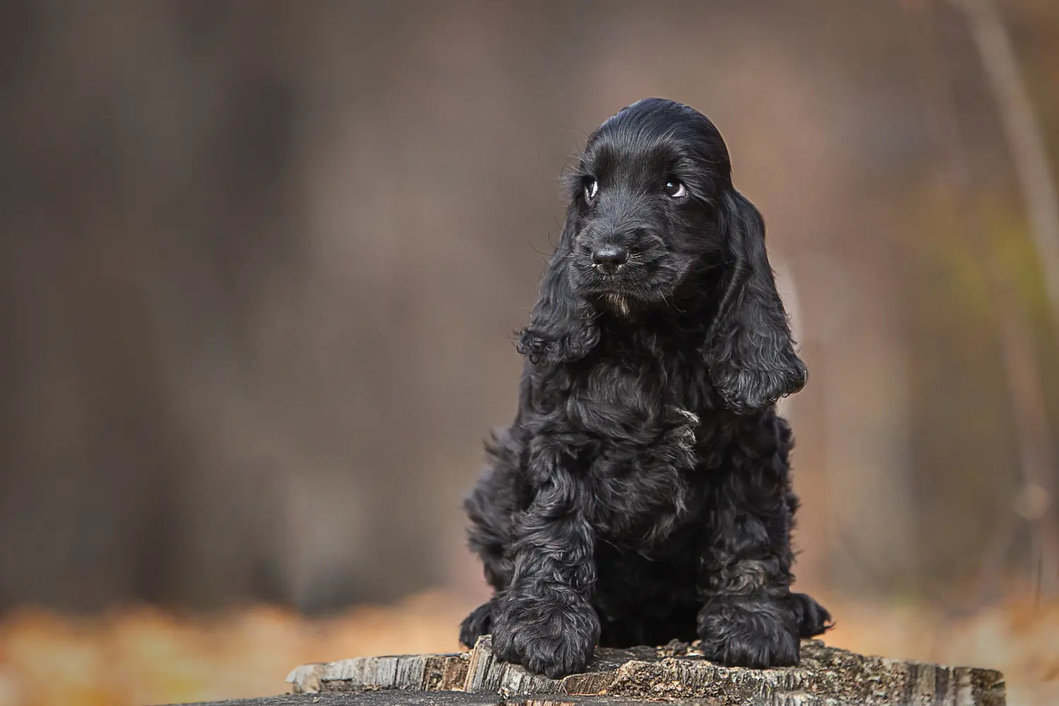 Acheter un chiot cocker anglais, c'est prendre ses responsabilités ! Acheter des chiots cocker anglais.