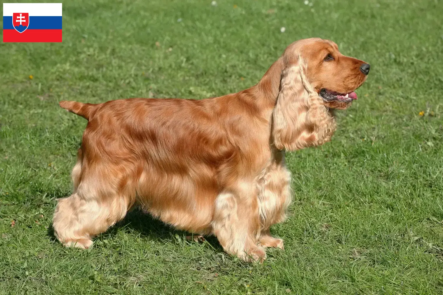 Cocker anglais chiots et éleveurs Slovaquie Ici, tu trouveras des éleveurs de Cocker anglais en Slovaquie.