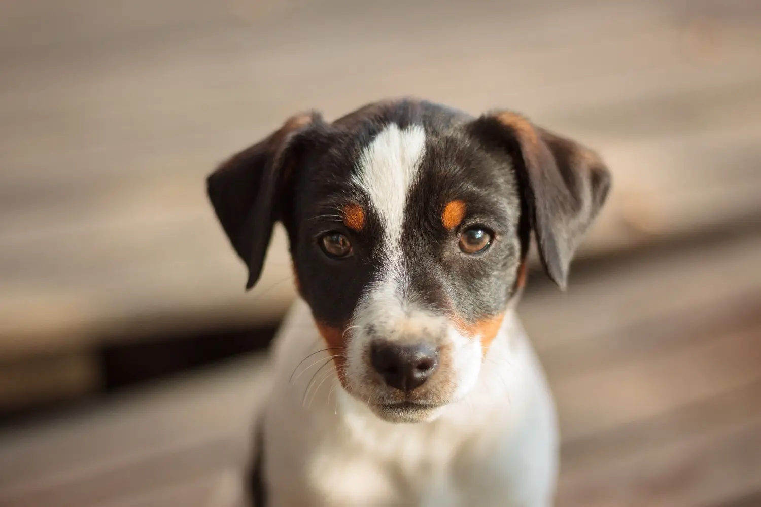 Acheter un chiot Danish-Swedish Farmdog, c'est prendre ses responsabilités ! Acheter des chiots Danish-Swedish Farmdog.