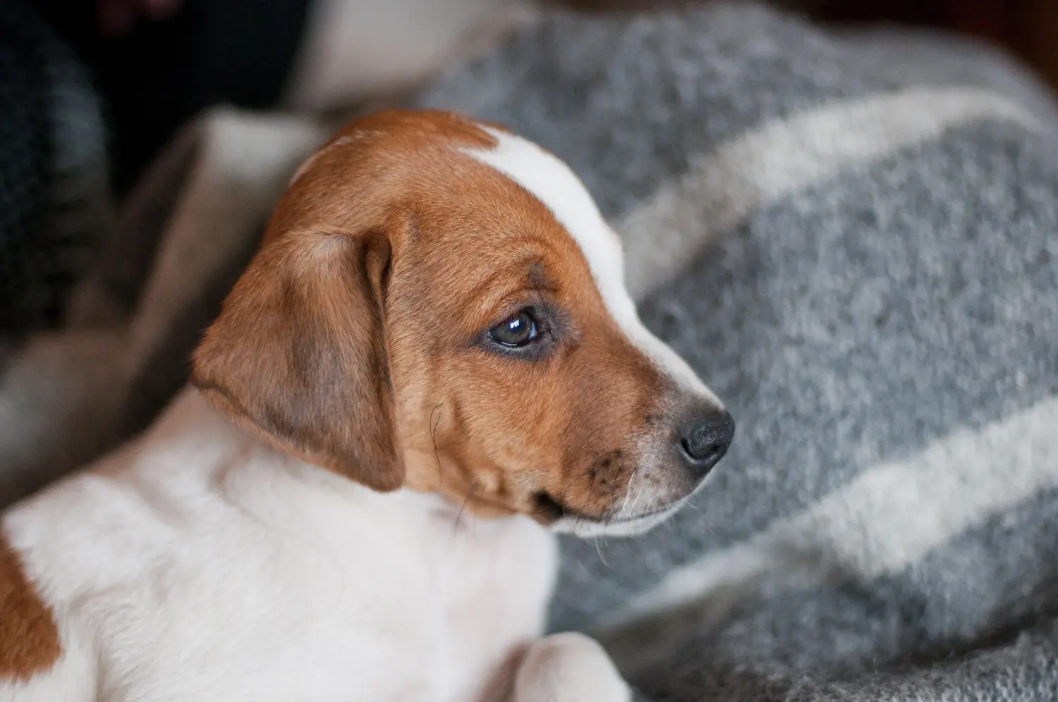 Acheter un chiot Danish-Swedish Farmdog, c'est prendre ses responsabilités ! Acheter des chiots Danish-Swedish Farmdog.