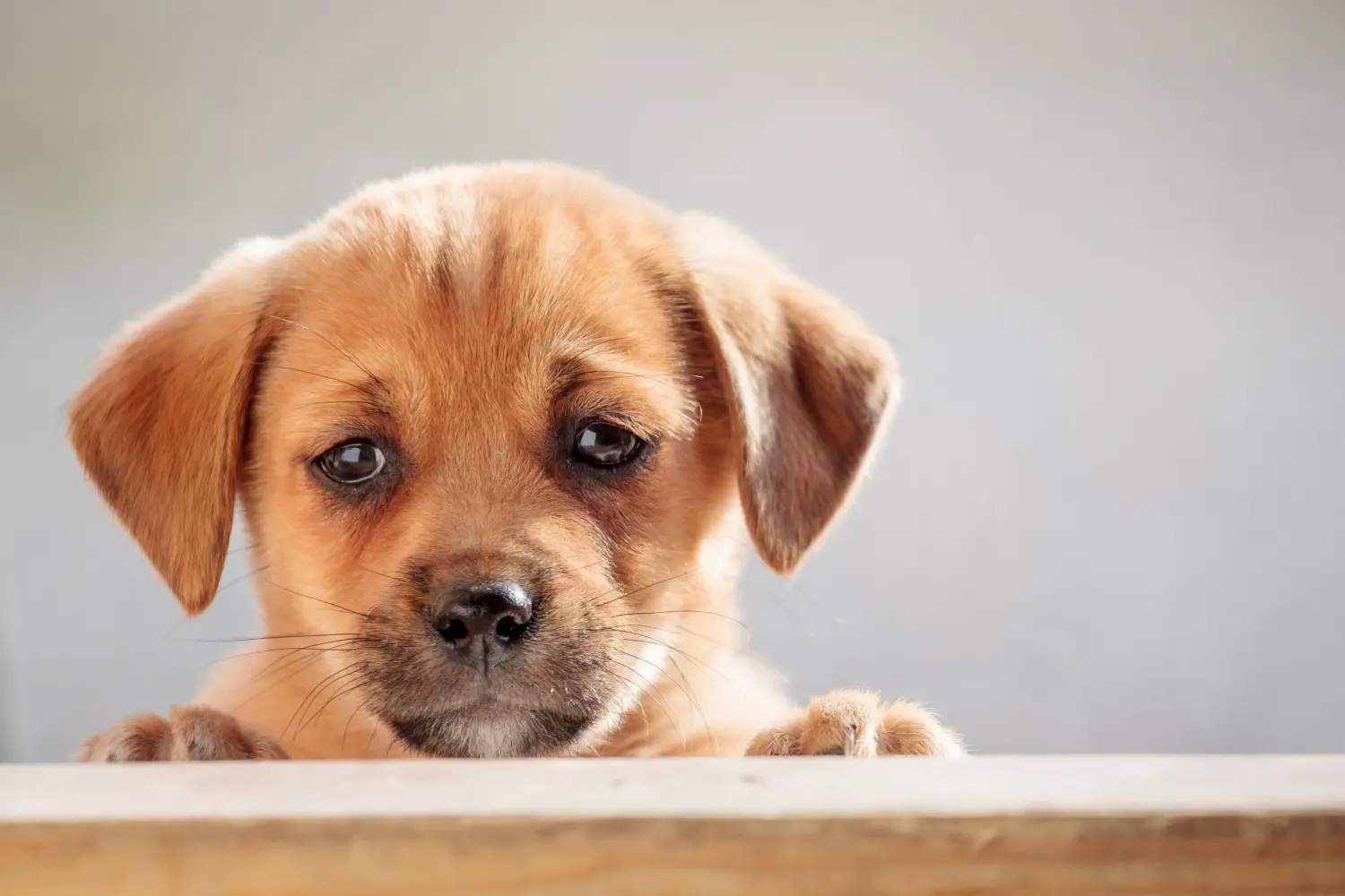 Acheter un chiot Danish-Swedish Farmdog, c'est prendre ses responsabilités ! Acheter des chiots Danish-Swedish Farmdog.