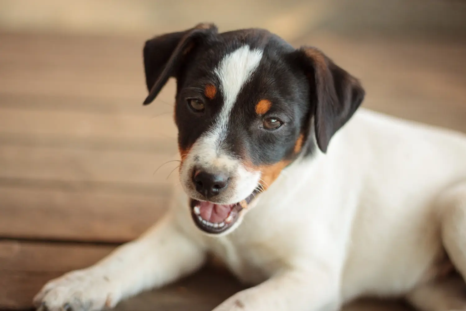Acheter un chiot Danish-Swedish Farmdog, c'est prendre ses responsabilités ! Acheter des chiots Danish-Swedish Farmdog.