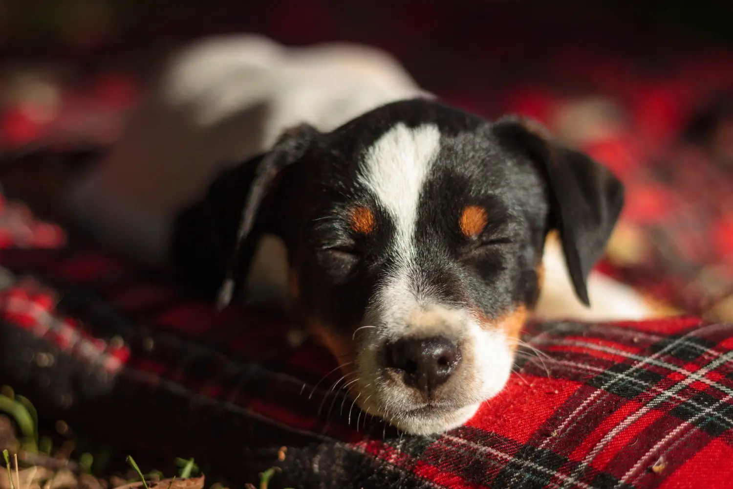 Acheter un chiot Danish-Swedish Farmdog, c'est prendre ses responsabilités ! Acheter des chiots Danish-Swedish Farmdog.