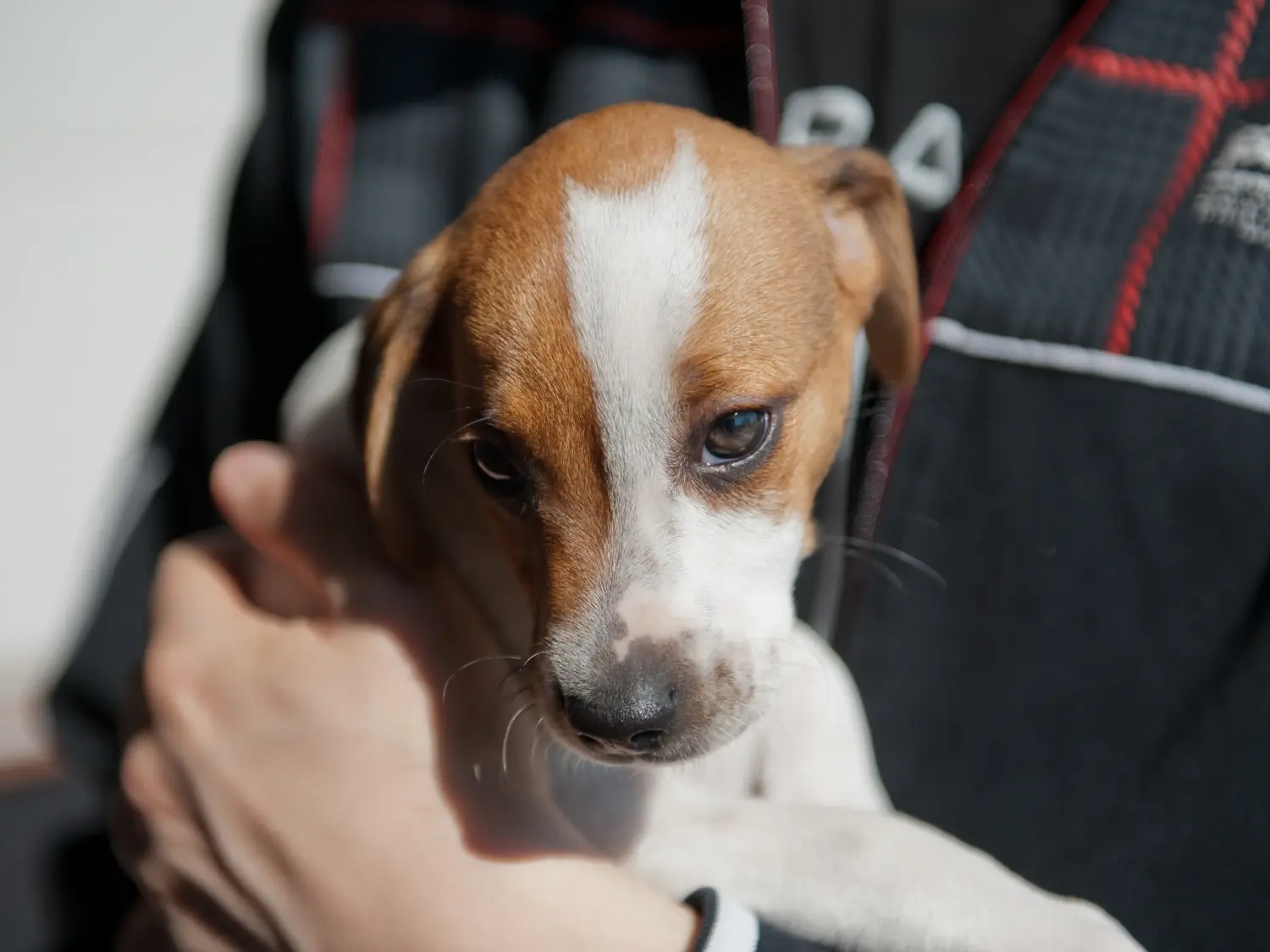 Acheter un chiot Danish-Swedish Farmdog, c'est prendre ses responsabilités ! Acheter des chiots Danish-Swedish Farmdog.