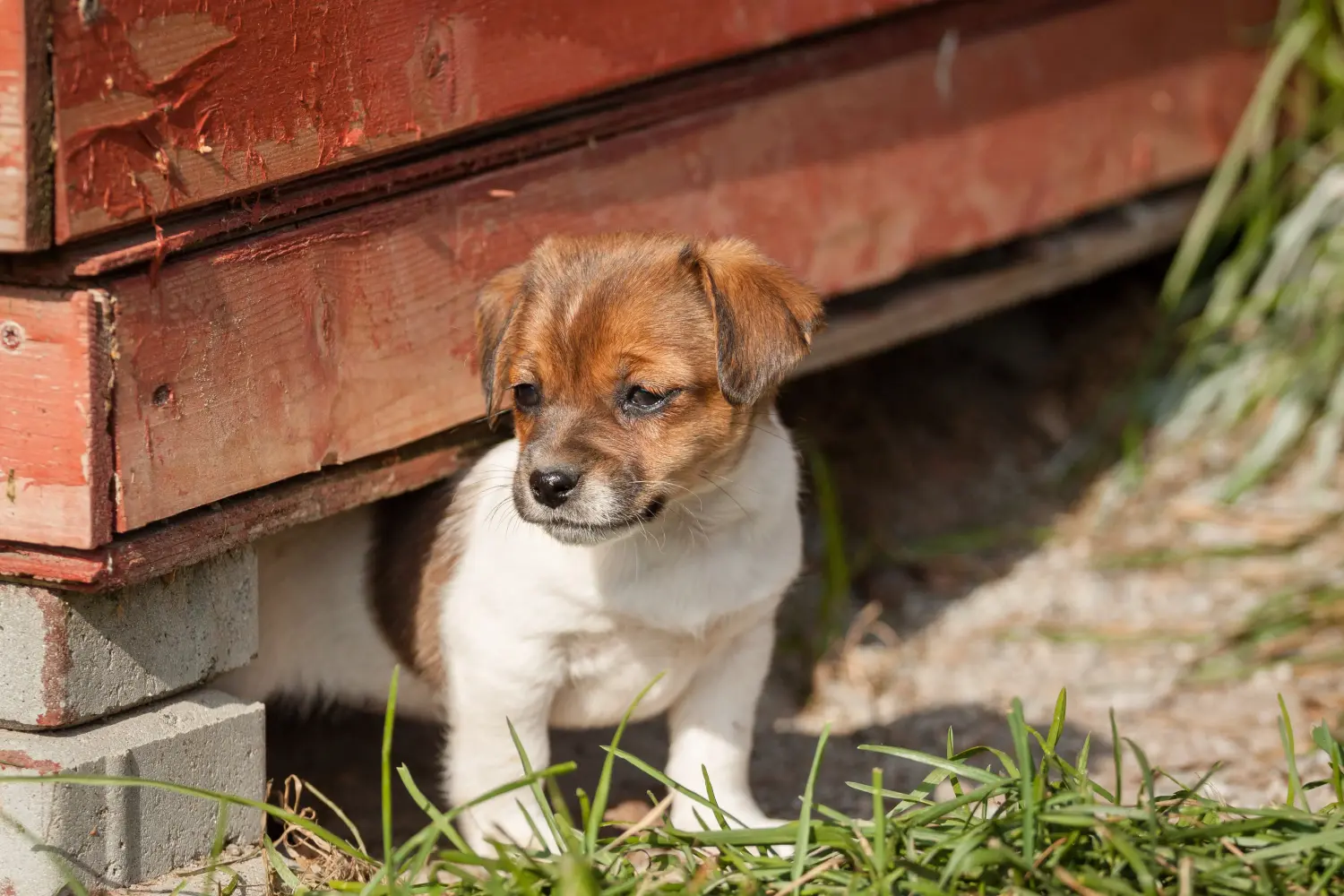 Acheter un chiot Danish-Swedish Farmdog, c'est prendre ses responsabilités ! Acheter des chiots Danish-Swedish Farmdog.