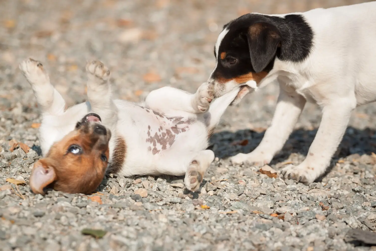Acheter un chiot Danish-Swedish Farmdog, c'est prendre ses responsabilités ! Acheter des chiots Danish-Swedish Farmdog.