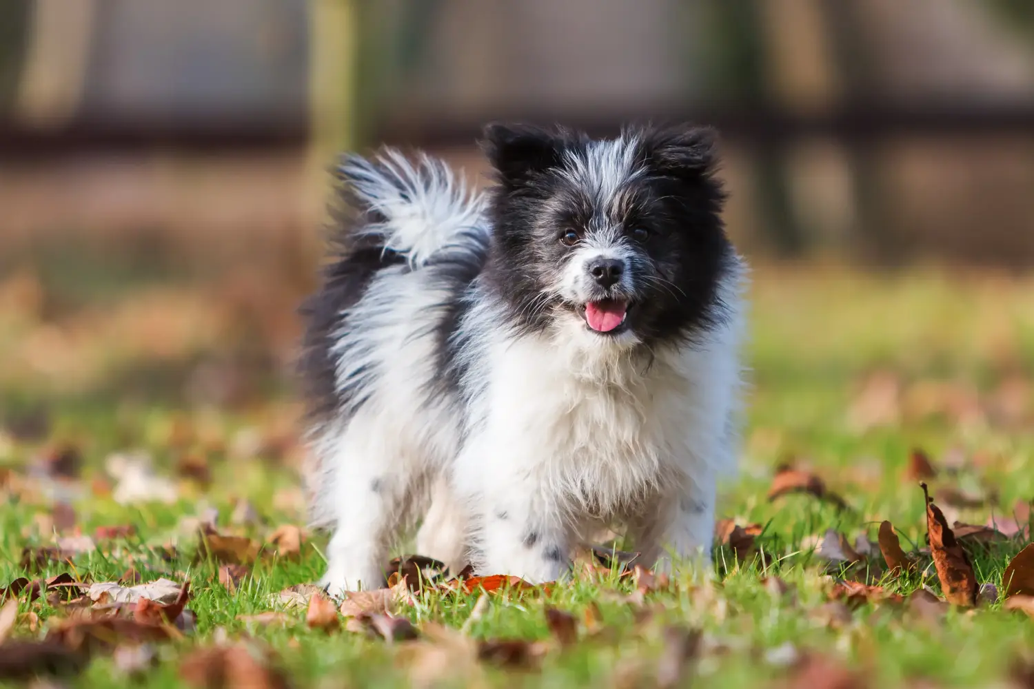 Acheter un chiot Elo, c'est prendre ses responsabilités ! Acheter des chiots Elo.