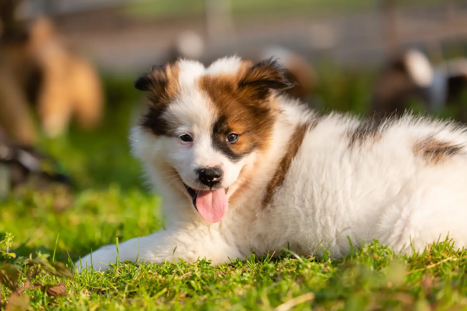 Acheter un chiot Elo, c'est prendre ses responsabilités ! Acheter des chiots Elo.