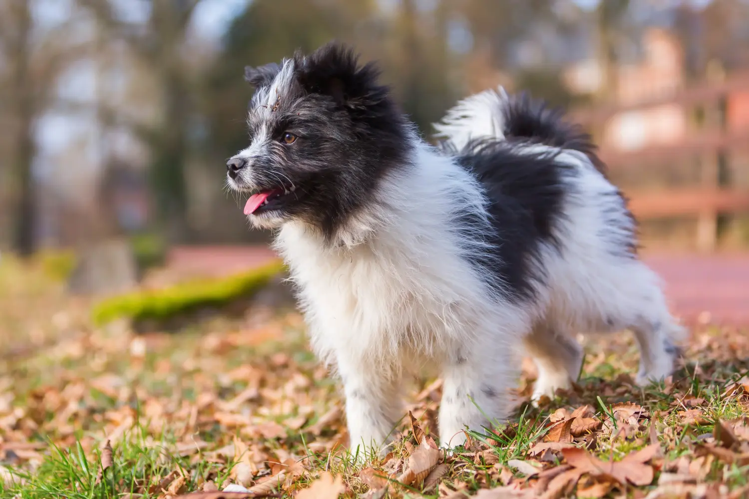 Acheter un chiot Elo, c'est prendre ses responsabilités ! Acheter des chiots Elo.