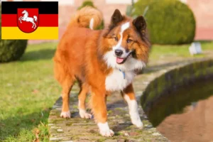Lire la suite à propos de l’article Éleveurs Elo et chiots en Basse-Saxe