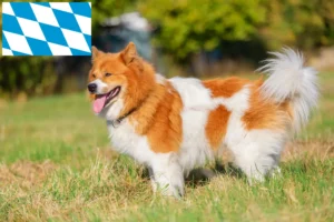 Lire la suite à propos de l’article Éleveurs Elo et chiots en Bavière