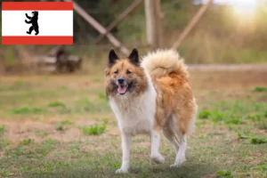 Lire la suite à propos de l’article Éleveurs et chiots Elo à Berlin