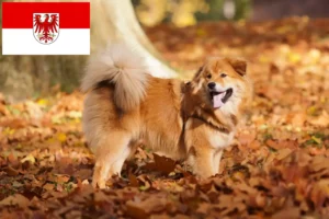 Lire la suite à propos de l’article Éleveurs et chiots Elo dans le Brandebourg