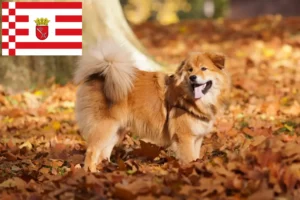 Lire la suite à propos de l’article Éleveurs et chiots Elo à Brême
