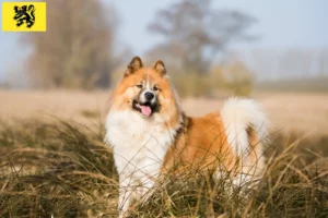 Lire la suite à propos de l’article Éleveurs et chiots Elo en Flandre