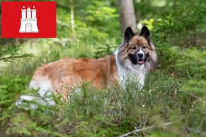 Lire la suite à propos de l’article Éleveurs Elo et chiots à Hambourg