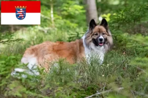 Lire la suite à propos de l’article Éleveurs Elo et chiots en Hesse