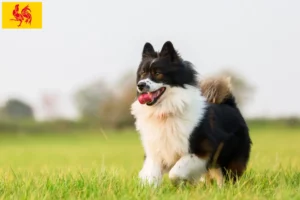 Lire la suite à propos de l’article Éleveurs et chiots Elo en Région wallonne
