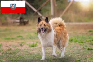 Lire la suite à propos de l’article Éleveurs Elo et chiots en Thuringe