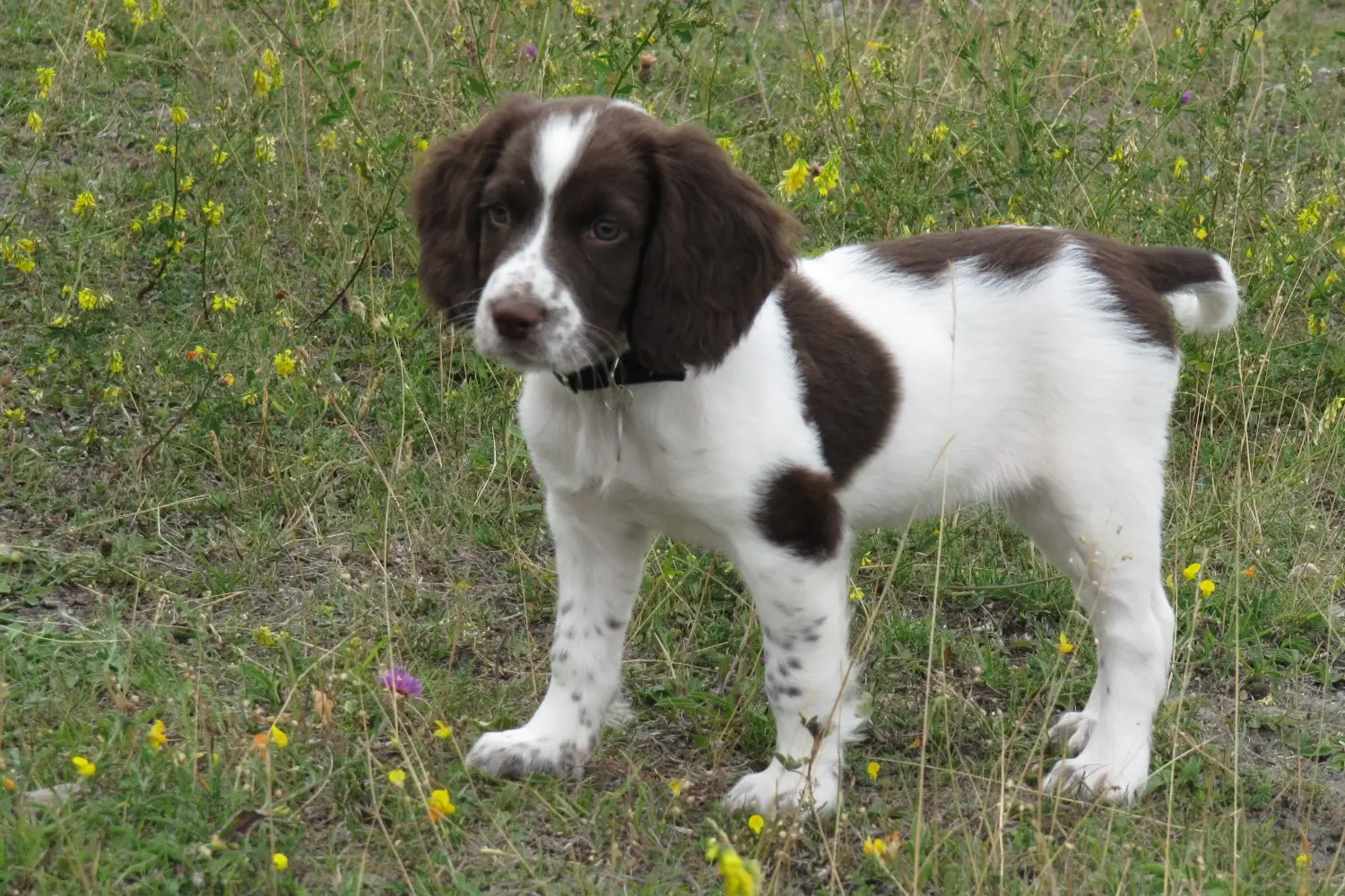 Acheter un chiot English Springer Spaniel, c'est prendre des responsabilités ! Acheter des chiots English Springer Spaniel.
