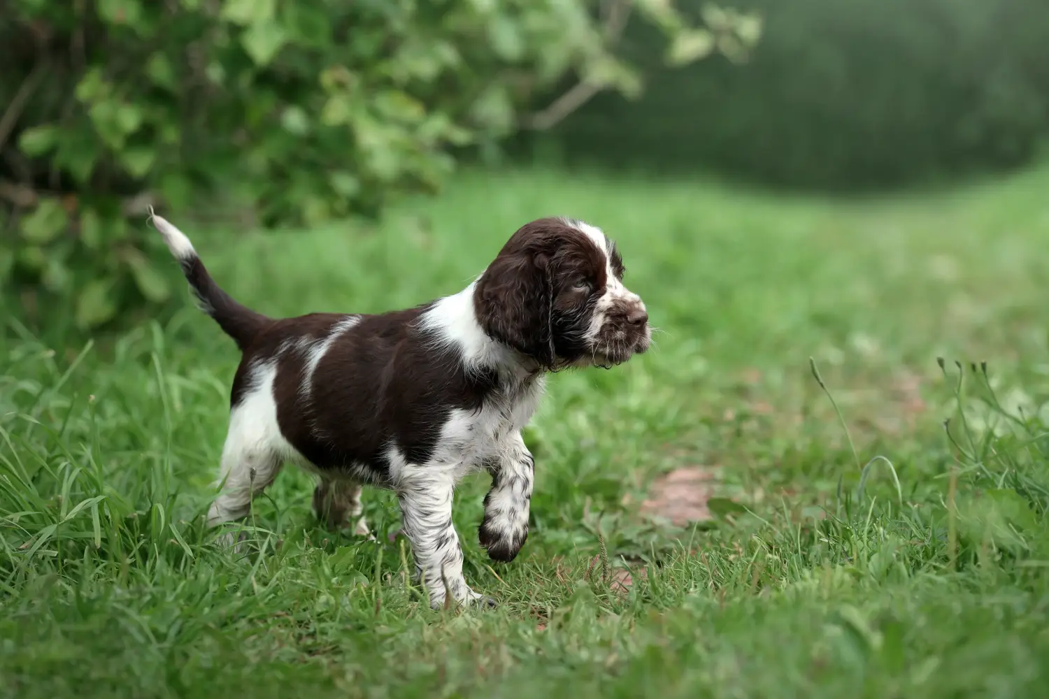 Acheter un chiot English Springer Spaniel, c'est prendre des responsabilités ! Acheter des chiots English Springer Spaniel.