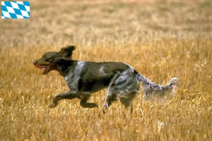 Lire la suite à propos de l’article Éleveurs d’Épagneul Picard et chiots en Bavière