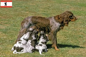 Lire la suite à propos de l’article Éleveurs d’Épagneul Picard et chiots à Berlin