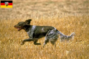 Lire la suite à propos de l’article Éleveurs d’Épagneul Picard et chiots en Sarre