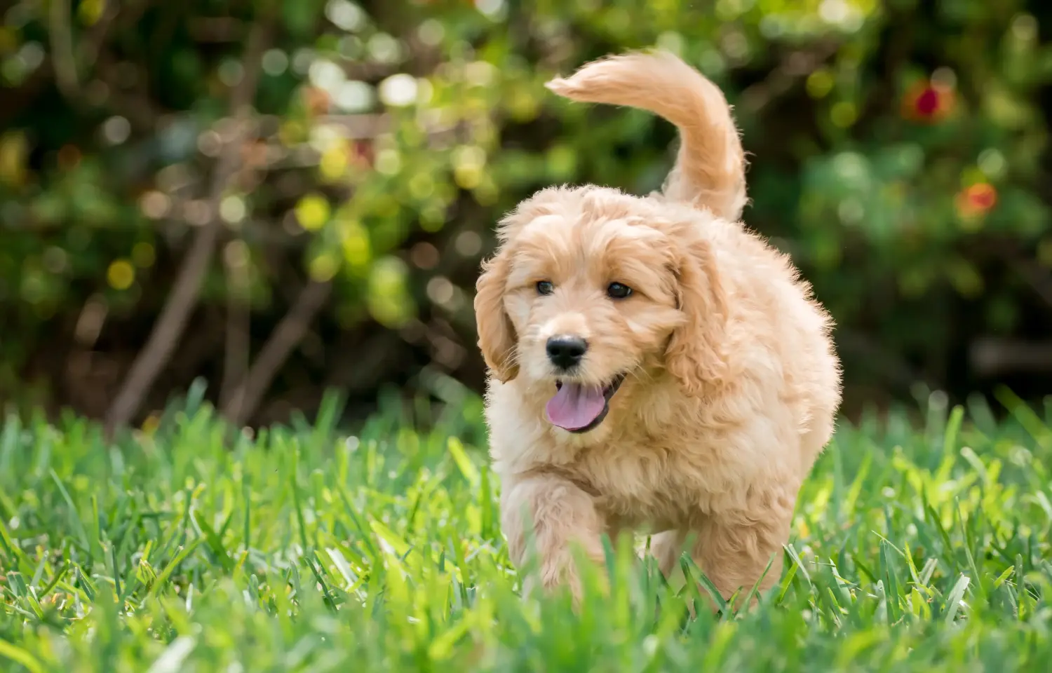 Acheter un chiot Goldendoodle, c'est prendre ses responsabilités ! Acheter des chiots Goldendoodle.