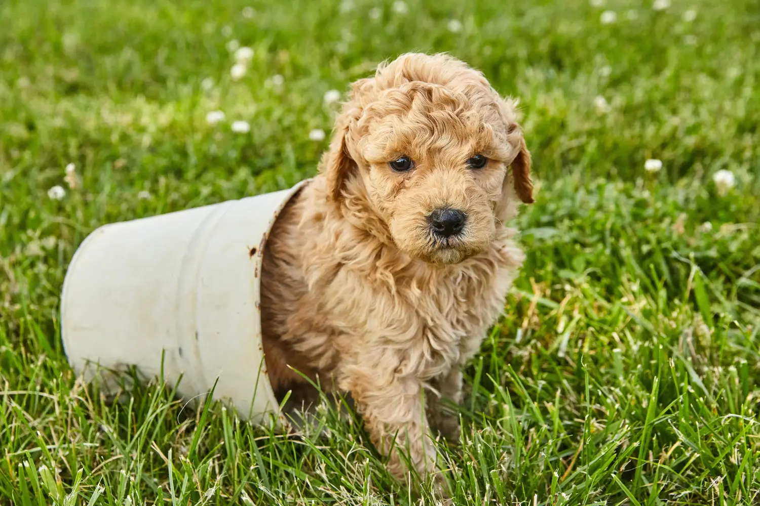 Acheter un chiot Goldendoodle, c'est prendre ses responsabilités ! Acheter des chiots Goldendoodle.
