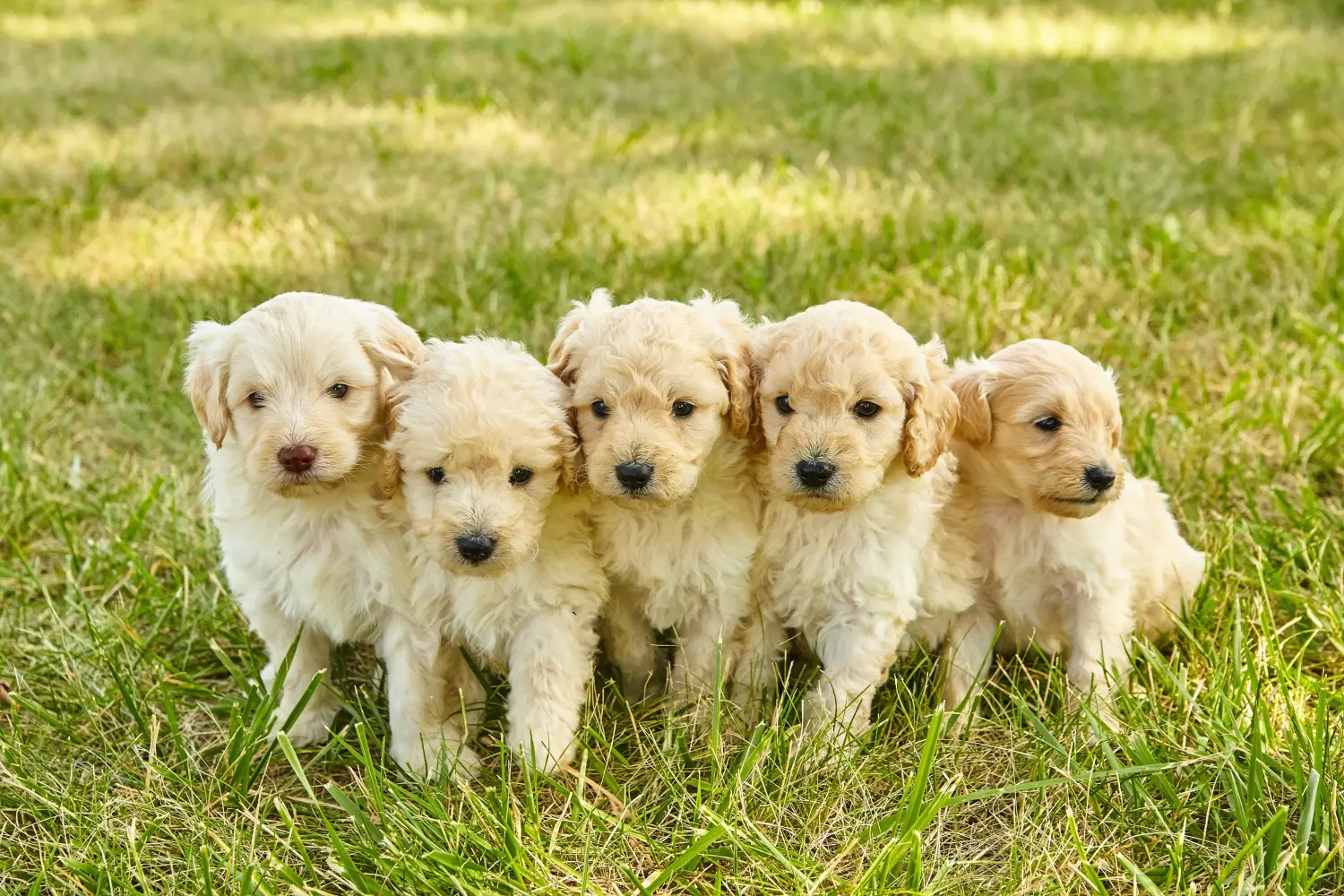 Acheter un chiot Goldendoodle, c'est prendre ses responsabilités ! Acheter des chiots Goldendoodle.