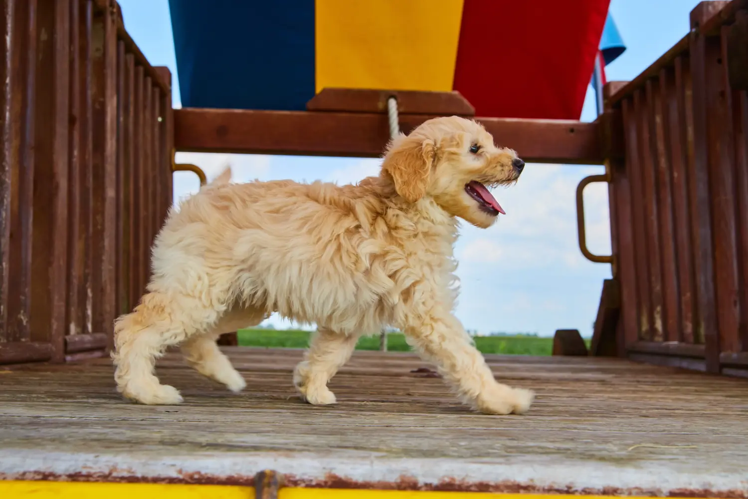 Acheter un chiot Goldendoodle, c'est prendre ses responsabilités ! Acheter des chiots Goldendoodle.
