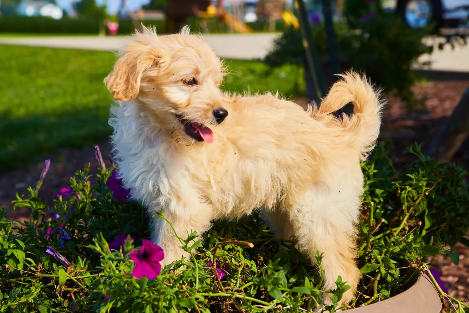 Acheter un chiot Goldendoodle, c'est prendre ses responsabilités ! Acheter des chiots Goldendoodle.