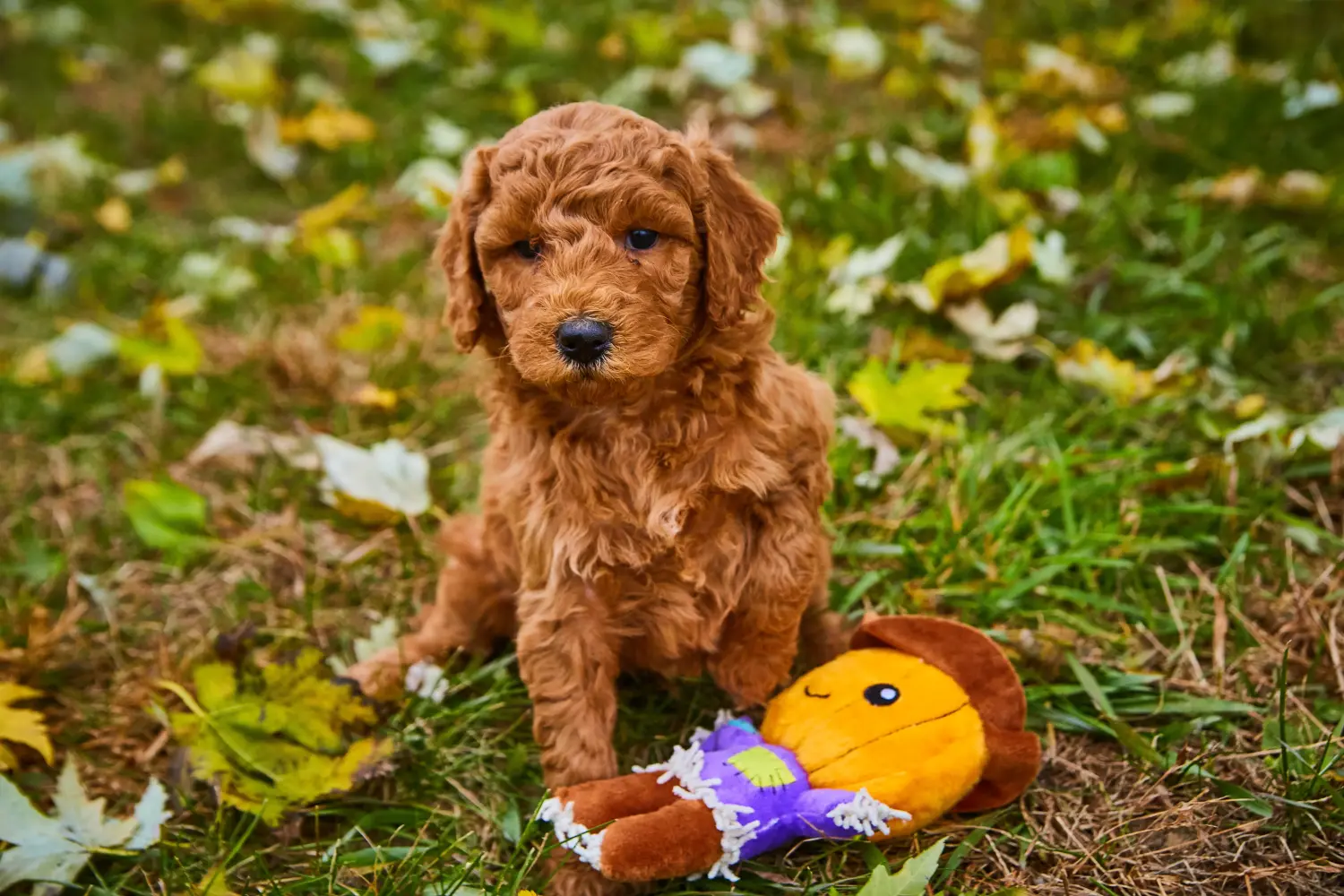 Acheter un chiot Goldendoodle, c'est prendre ses responsabilités ! Acheter des chiots Goldendoodle.
