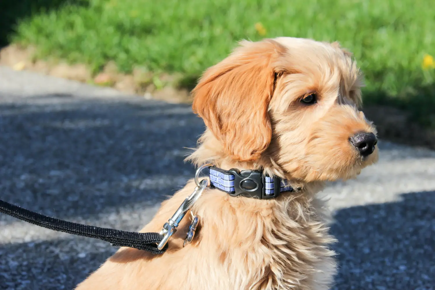 Acheter un chiot Goldendoodle, c'est prendre ses responsabilités ! Acheter des chiots Goldendoodle.