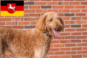 Lire la suite à propos de l’article Éleveurs de Goldendoodle et chiots en Basse-Saxe
