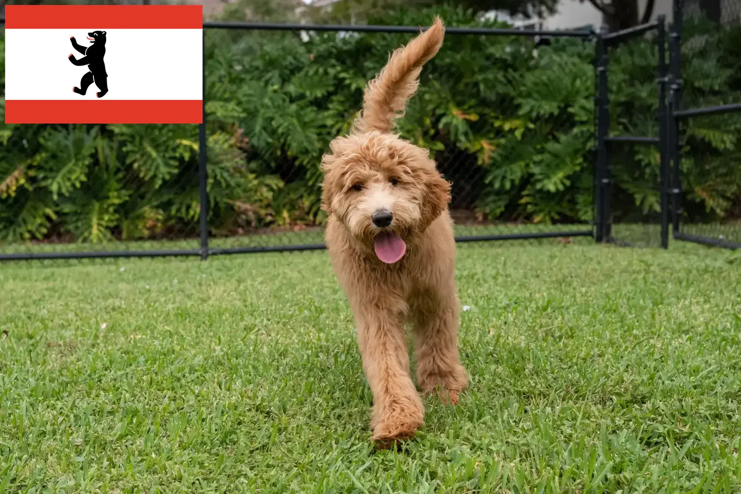 Goldendoodle chiots et éleveurs Berlin Ici tu peux trouver des éleveurs de Goldendoodles à Berlin.