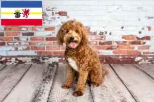 Lire la suite à propos de l’article Goldendoodle éleveurs et chiots dans le Mecklembourg-Poméranie occidentale