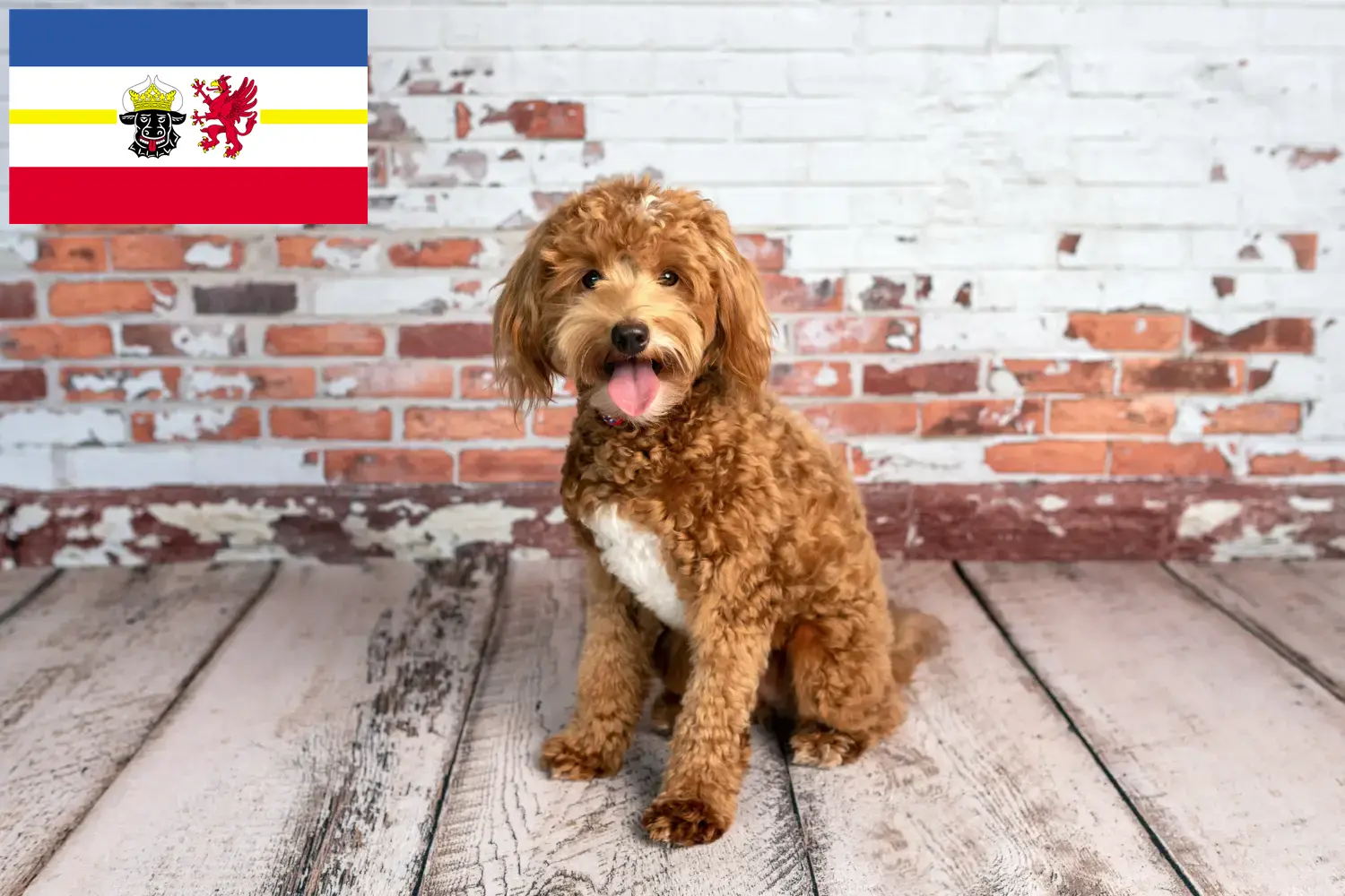 Goldendoodle chiots et éleveurs Mecklembourg-Poméranie occidentale Ici, tu trouveras des éleveurs de Goldendoodles dans le Mecklembourg-Poméranie occidentale.